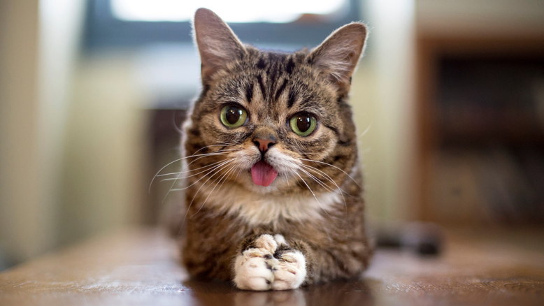 Meet Lil' Bub, a feline who founded a national fund for special needs pets, at the Catsbury Park Cat Convention.