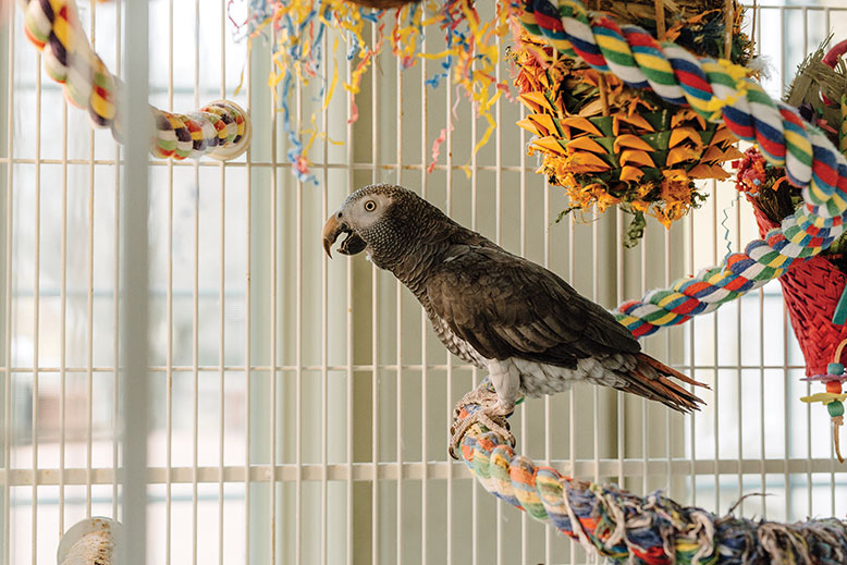 Tiki, Ciconte's Timneh African grey.