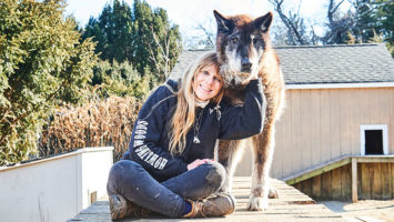 Samson, a popular resident of Howling Woods, enjoys the affection of handler Michelle Persiano. Samson is 25 percent wolf, mixed with malamute.