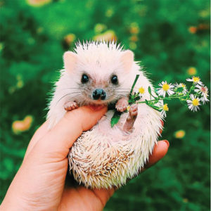 Megh Valentine posts photos of her three hedgehogs— Chickpea, Rosemary and Olive (pictured)— on their Instagram account (@hedgiegram).