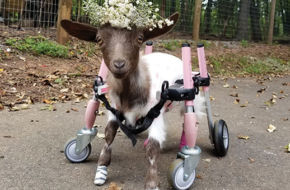 Mila, who has injured feet, is one of the creatures benefiting from the care of Leanne Lauricella
