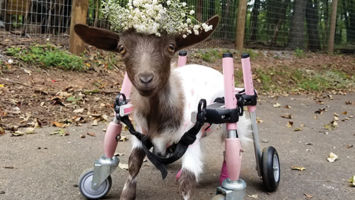 Mila, who has injured feet, is one of the creatures benefiting from the care of Leanne Lauricella