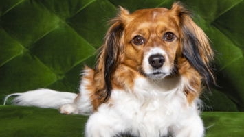 Nessie, a 1 1/2-year-old Nederlandse Kooikerhondje the New Jersey Monthly Top Dog Contest winner.