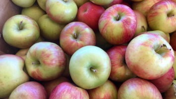 NJ apples