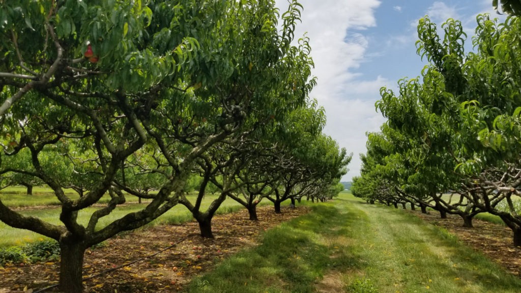 Produce Pete: Summer's Sweet Nectarines