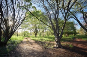 Willowwood Arboretum