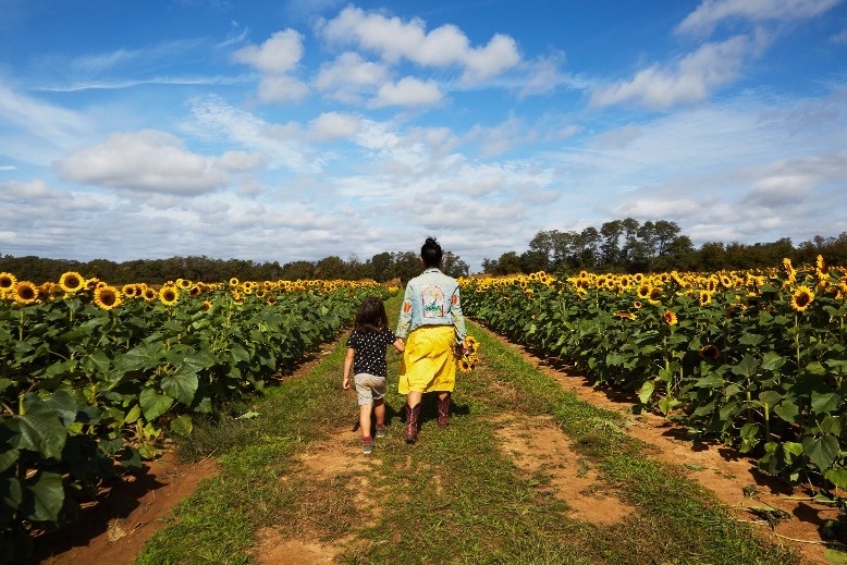 holland ridge farms sunflowers