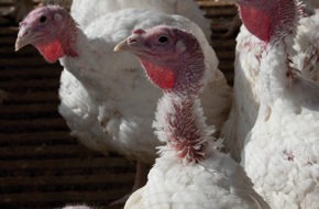 thanksgiving turkeys