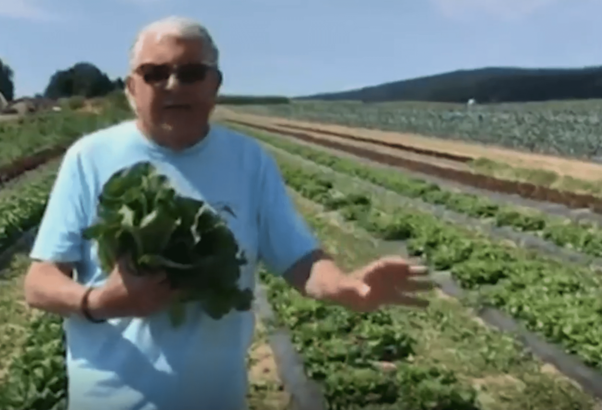 produce pete local lettuce