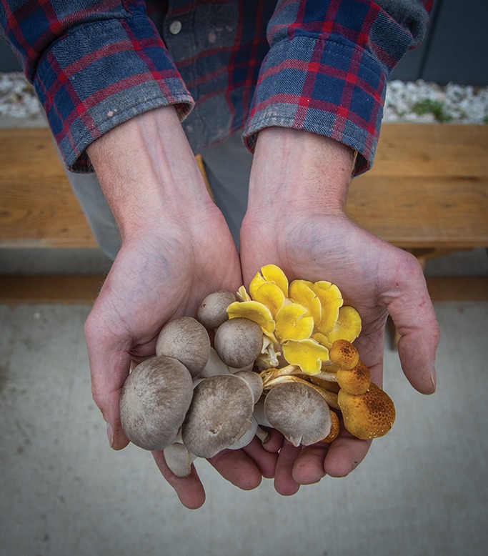 Two River Gourmet Mushrooms