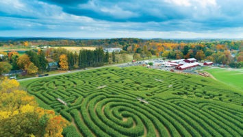 The paths of Stony Hill Farms' corn maze in Chester, NJ