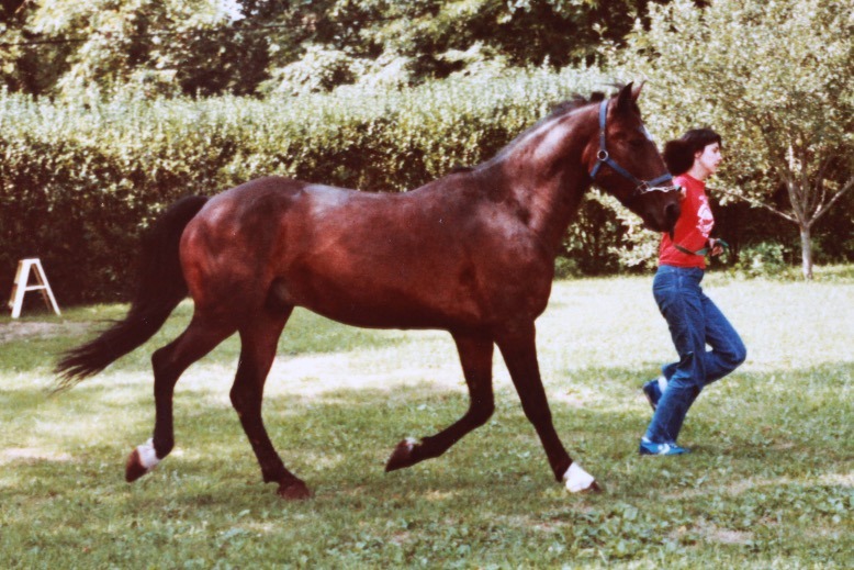 Cynthia A. Branigan with her horse Gamal