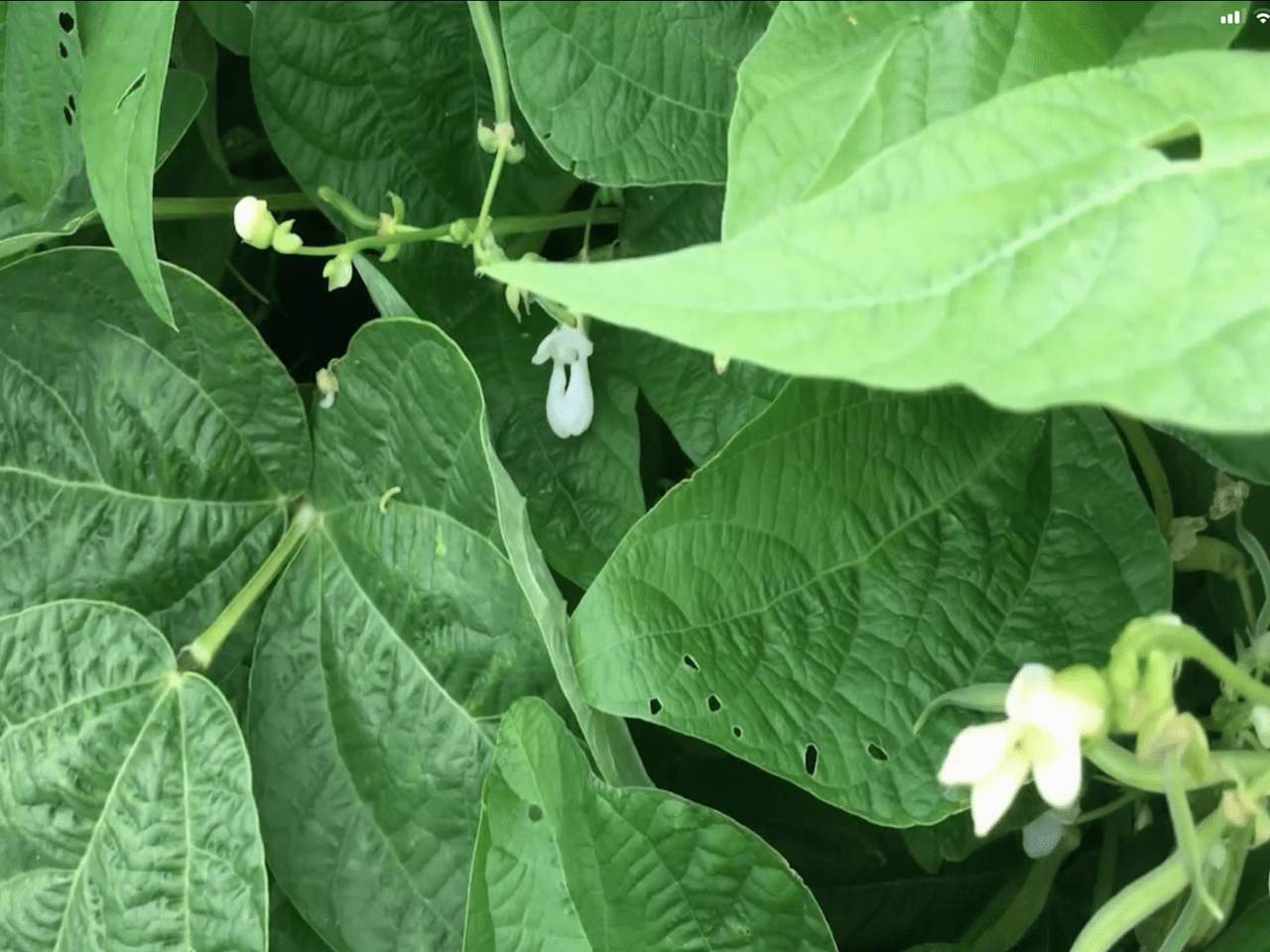 string beans plant