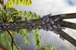 Spotted lanternflies swarm a tree.