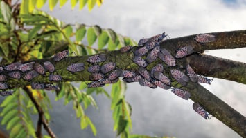 Spotted lanternflies swarm a tree.