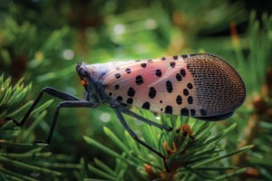 A close-up shot of a spotted lanternfly.