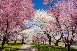 Branch Brook Park cherry blossoms