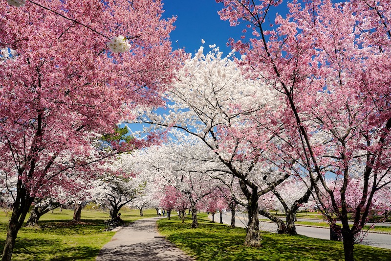 Spring in bloom in Jersey City, NJ