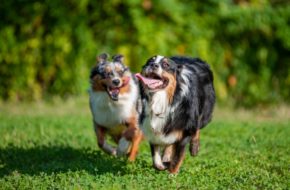 two dogs running