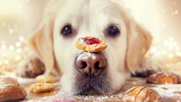 Dog with treats