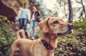 Dog in the woods