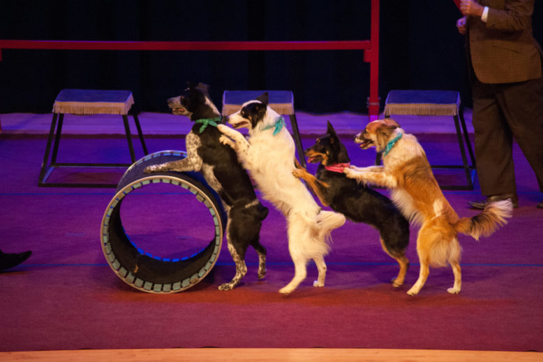 Dog talent show