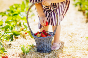 Child picking strawberries