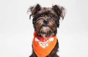 Effie the terrier mix rescued by Match Dog Rescue, who will compete in the 2023 Puppy Bowl