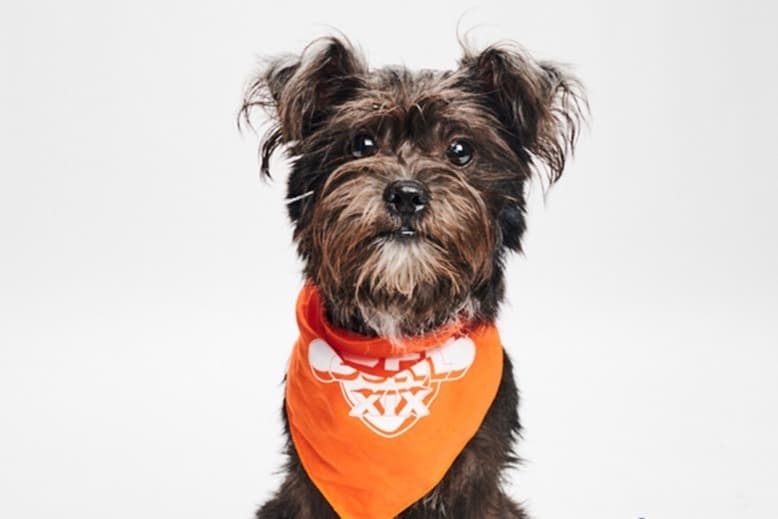 Effie the terrier mix rescued by Match Dog Rescue, who will compete in the 2023 Puppy Bowl