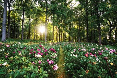 Peony's Envy display garden in Bernardsville