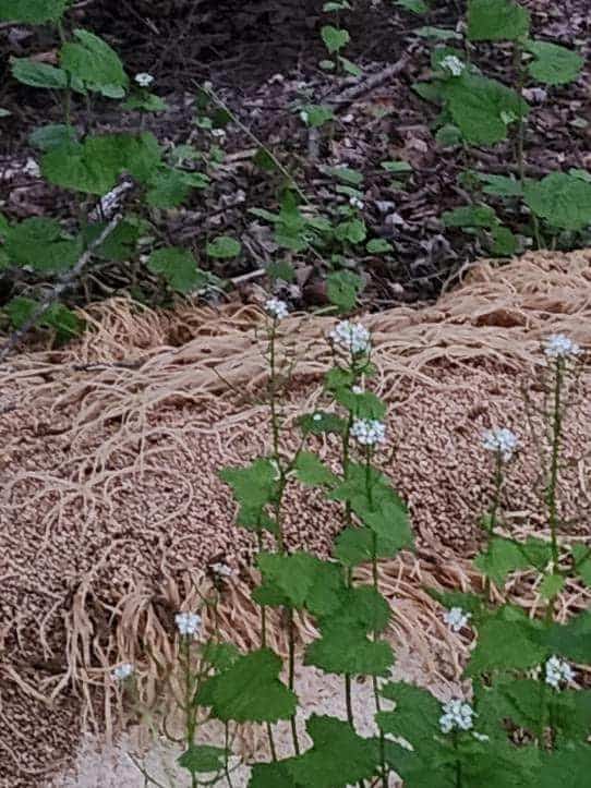 pasta dumped in Old Bridge