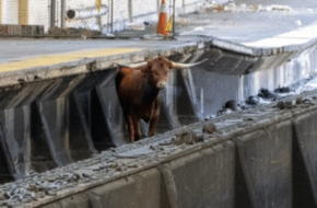 bull at newark penn station