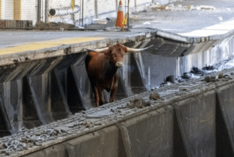 bull at newark penn station