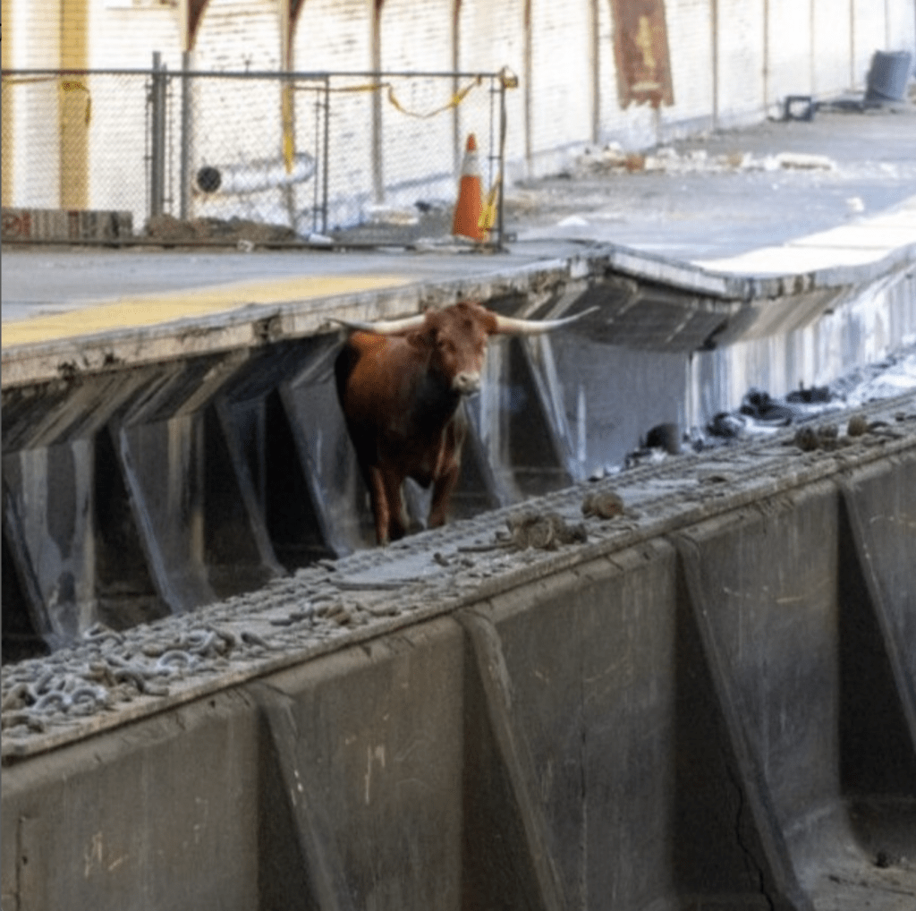 bull at Newark Penn Station