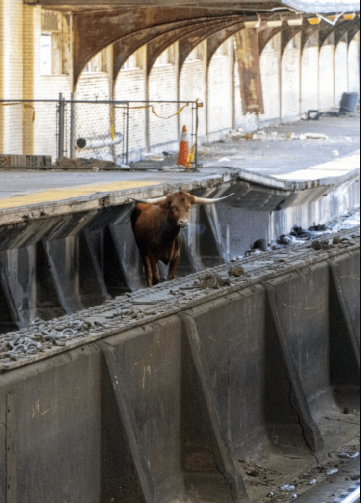 bull at Newark Penn Station 