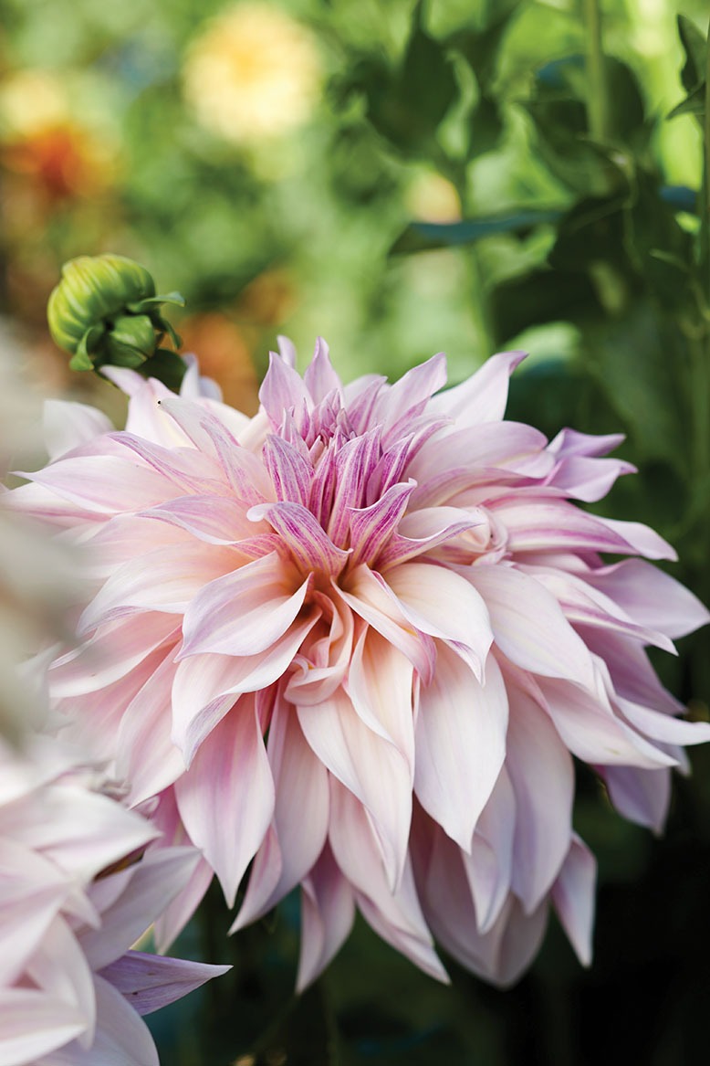 a close-up of a Cafe au Lait dahlia in full bloom.