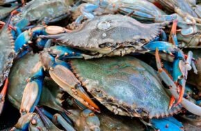 blue crab