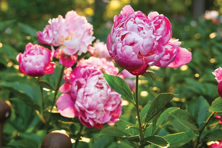 Peonies at Peony's Envy in Bernardsville
