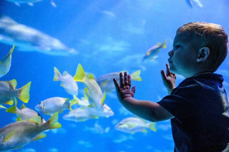 Child at Adventure Aquarium in Camden