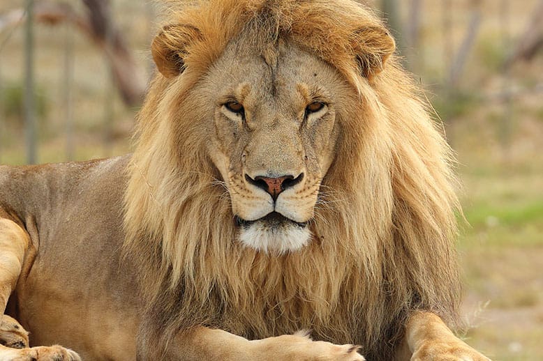 Lion