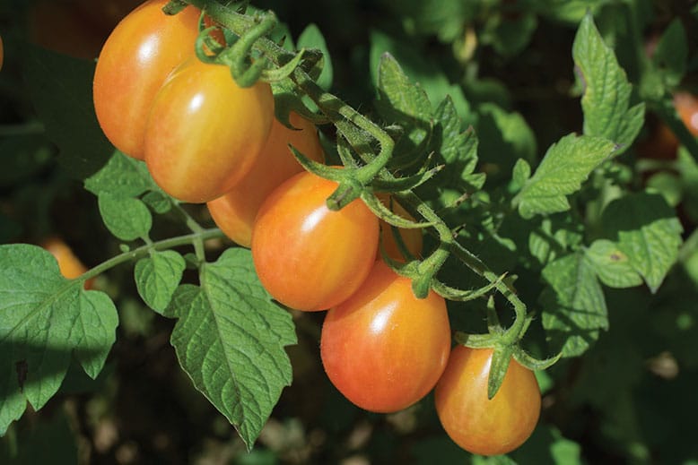 Rutgers Unveils a Brand-New Jersey Tomato