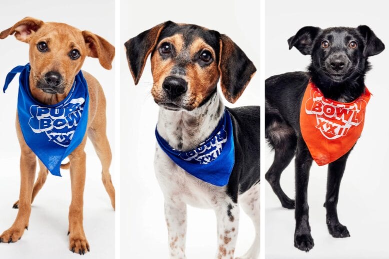 dogs at Puppy Bowl