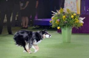 Willie, Kathleen Keller's obedience champion dog, carrying a dumbbell in 2022. Photo by Andrae K. Acerra.
