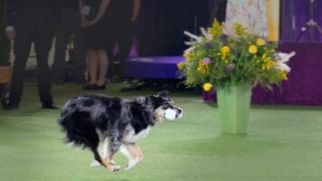 Willie, Kathleen Keller's obedience champion dog, carrying a dumbbell in 2022. Photo by Andrae K. Acerra.