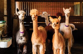 Alpacas at Hidden Spring Lavender & Alpaca Farm in Skillman, NJ