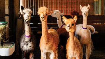 Alpacas at Hidden Spring Lavender & Alpaca Farm in Skillman, NJ