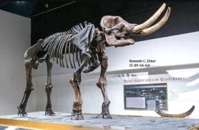 Dinosaur fossil at Rutgers Geology Museum in New Brunswick, NJ