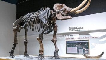 Dinosaur fossil at Rutgers Geology Museum in New Brunswick, NJ