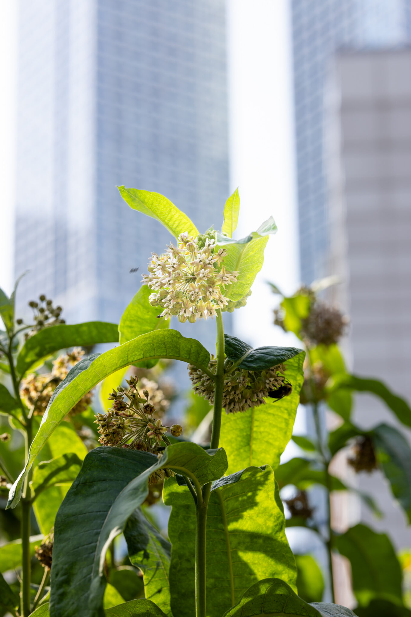 Plants in Jersey City's Healing Garden amid a backdrop of city buildings