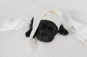 Timmy the black lab